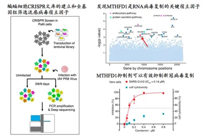 新冠病毒抑制剂